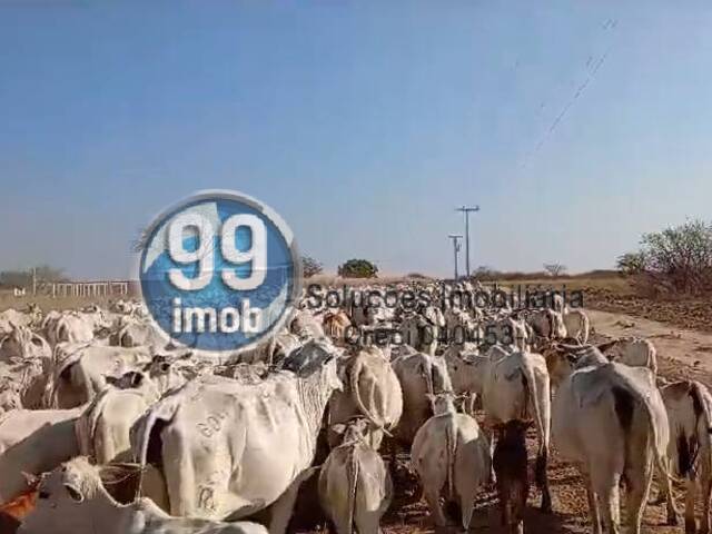 #563 - Chácara para Venda em Formosa do Rio Preto - BA - 3